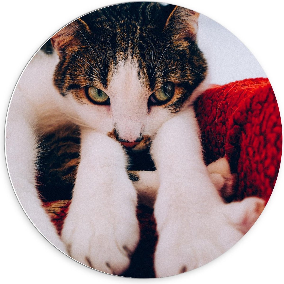 KuijsFotoprint Schilderij - Onschuldige Bruine Kat - Wit, Bruin En Rood - 70 X 70 Cm