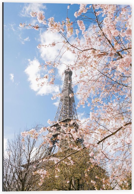 Dibond - Eiffeltoren bij Bloesemboom, Parijs - 40x60cm Foto op Aluminium (Met Ophangsysteem)