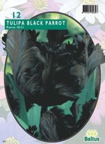 3 stuks Tulipa Black Parrot Parkiet per 12 bloembollen Baltus