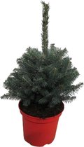 Hellogreen Kleine Mini Kerstboom - Blauwspar - 35 cm