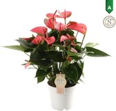 Hellogreen Kamerplant - Anthurium Pink Champion - 50 cm