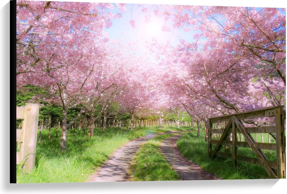KuijsFotoprint Canvas - Zandpad tussen de Roze Bomen - 90x60cm Foto op Canvas Schilderij (Wanddecoratie op Canvas) Groen