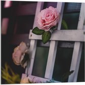 Acrylglas - Roze Rozen in Rek - 100x100cm Foto op Acrylglas (Wanddecoratie op Acrylglas)