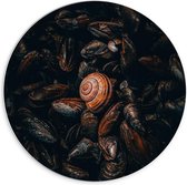 Forex Wandcirkel - Stapel Zeedieren - 70x70cm Foto op Wandcirkel (met ophangsysteem)
