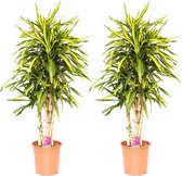 Kamerplanten van Botanicly – 2 × Drakenboom – Hoogte: 110 cm – Dracaena derem. Ricki