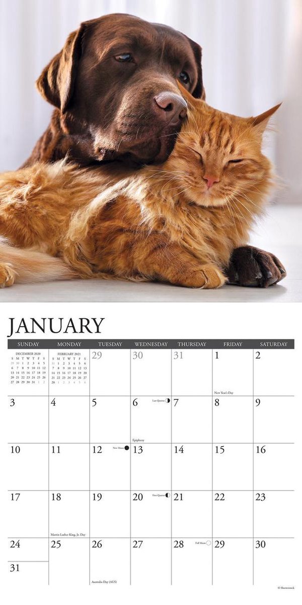 bol.com  Cats and Dogs Kalender 2021
