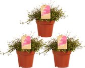 Hellogreen Kamerplanten - Set van 3 - Muehlenbeckia - 20 cm