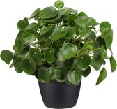 Hellogreen Kamerplant - Pannenkoekenplant XL - ↕ 50 cm - Elho Brussels zwart