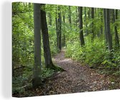 Sentier de randonnée à travers la nature apaisante du Parc National Allemand Hainich Toile 60x40 cm - Tirage photo sur toile (Décoration murale salon / chambre)