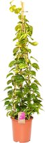 Kamerplant van Botanicly – Epipremnum pinatum Aureum – Hoogte: 160 cm