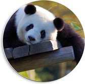 Forex Wandcirkel - Liggende Panda - 40x40cm Foto op Wandcirkel (met ophangsysteem)