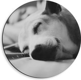 Dibond Wandcirkel - Slapend Hondje (zwart/wit) - 40x40cm Foto op Aluminium Wandcirkel (met ophangsysteem)