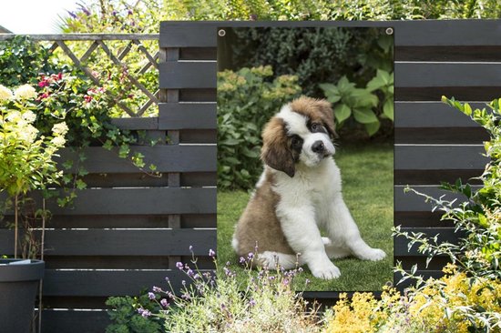 Affiche de jardin chiot Saint Bernard 3 mois toile en vrac 120x180 cm - Toile de jardin / Toile d'extérieur / Peintures d'extérieur (décoration de jardin) XXL / Groot format!