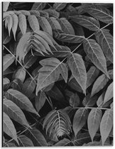 Dibond - Bladeren (zwart/wit) - 30x40cm Foto op Aluminium (Met Ophangsysteem)