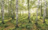 Fotobehang - Birch Trees 400x250cm - Vliesbehang