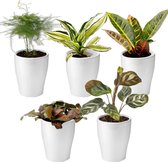 Ecoworld Mini Kamerplanten Mix - Inclusief Mini Planten Potjes - 5 stuks - Ø 6 cm Hoogte 8-15 cm