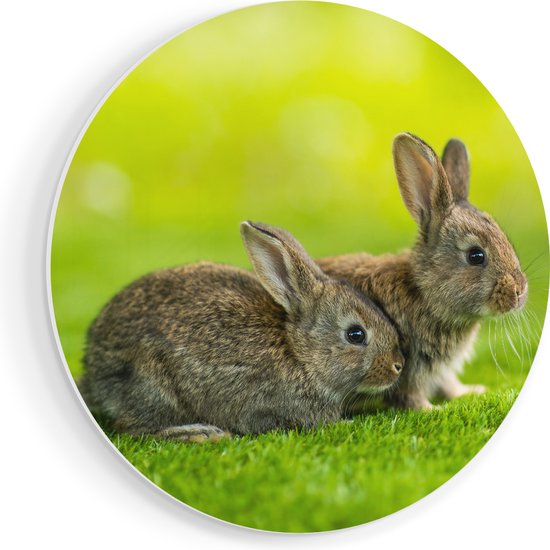 Artaza Forex Cercle mural Deux Lapins sur l'herbe verte - 70x70 cm - Cercle mural - Peinture ronde - Cercle de Décoration murale - Décoration murale