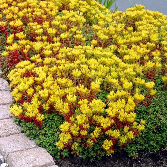 Een tuinperk met een bodembedekkende Sedum Oreganum plant, rijk bloeiend met kleine gele bloemen.
