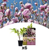 NatureNest - Magnolia mix - 2x Magnolia Susan, 2x Magnolia soulangeana, 2x Magnolia stellata - 6 stuks - 30-38 cm
