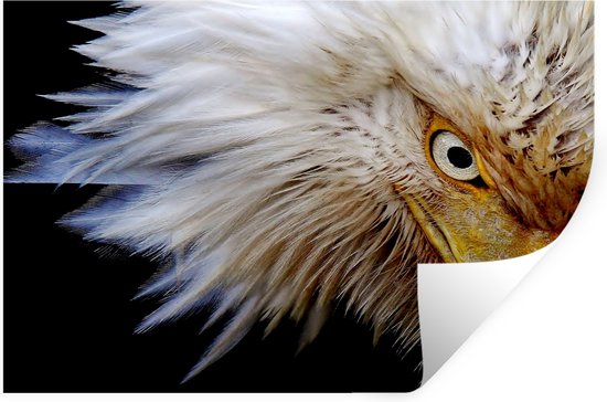 Stickers muraux - Film autocollant - Vogel - Oeil - Bec - 120x80 cm - Film adhésif - Stickers muraux Chambre d'enfant - Papier peint autocollant