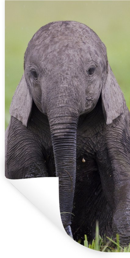 Muurstickers - Sticker Folie - Olifant - Baby - Dieren - Gras - Natuur - 60x120 cm - Plakfolie - Muurstickers Kinderkamer - Zelfklevend Behang - Zelfklevend behangpapier - Stickerfolie