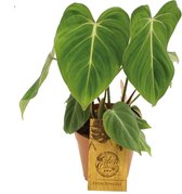 Groene plant – Philodendron (Philodendron Gloriosum) – Hoogte: 50 cm – van Botanicly