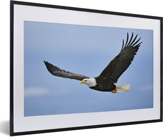 Fotolijst incl. Poster - Een vliegende Amerikaanse zeearend - 60x40 cm - Posterlijst