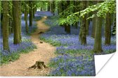 Affiche Forêt - Chemin - Fleurs - Blauw - 30x20 cm