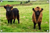 Tuindecoratie Schotse hooglander - Gras - Koeien - 60x40 cm - Tuinposter - Tuindoek - Buitenposter