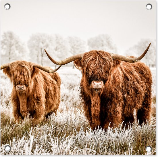 Tuinposters Schotse hooglander - Koe - Dieren - 50x50 cm - Tuindoek - Buitenposter