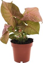 Plantenboetiek.nl | Syngonium Neon - Kamerplant - Hoogte 25cm - Potmaat 12cm