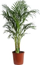 Plantenboetiek.nl | Dypsis Lutescens (Areca) - Kamerplant - Hoogte 120cm - Potmaat 24cm