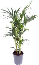 Plantenboetiek.nl | Howea Forsteriana - Kamerplant - Hoogte 100cm - Potmaat 21cm