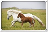 Tuindecoratie Paarden - Dieren - Gras - 60x40 cm - Tuinposter - Tuindoek - Buitenposter