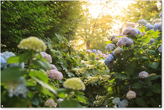 Shop AKTIE 5 (vijf!) Hortensia's Blauw Online - Plant New Day