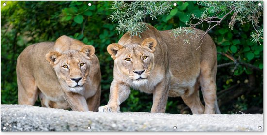 Foto: Wanddecoratie buiten leeuwinnen wilde dieren jacht 160x80 cm tuindoek buitenposter