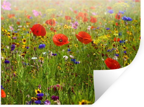 Bloemen - Klaproos - Lente - Natuur - Rood - Blauw Buiten canvas