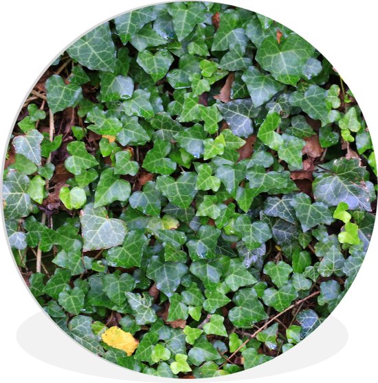 WallCircle - Cercle mural ⌀ 30 - Un mur rempli de lierre Hedera - Tableaux ronds salon - Plaque murale ronde - Cercle de Décoration murale - Décoration de chambre à l'intérieur - Cercle mural de Décoration murale - Accessoires de maison