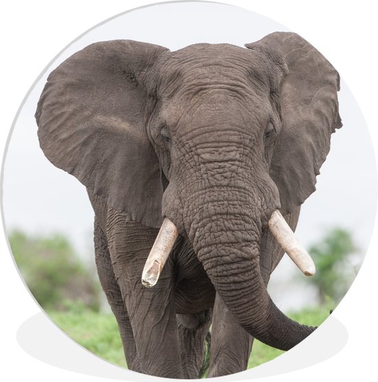 Wall Circle - Wall Circle Indoor - Oncoming Elephant - 30x30 cm - Décoration murale - Peintures Ronds