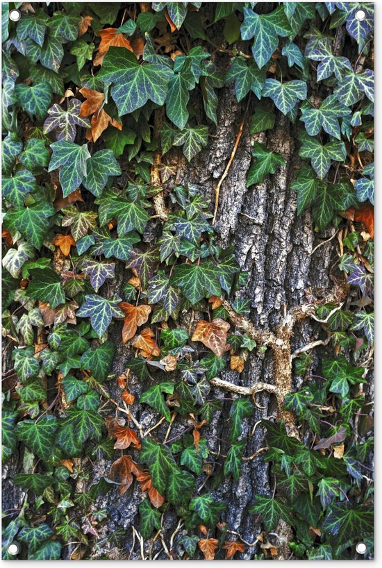 Tuinposters buiten Een kleurrijke Hedera groeit op een dikke eikenboom - 60x90 cm - Tuindoek - Buitenposter