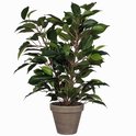 Een Ficus Natsja kunstplant met donkergroene bladeren in een grijs gekleurde pot.