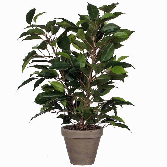 Een Ficus Natsja kunstplant met donkergroene bladeren in een grijs gekleurde pot.