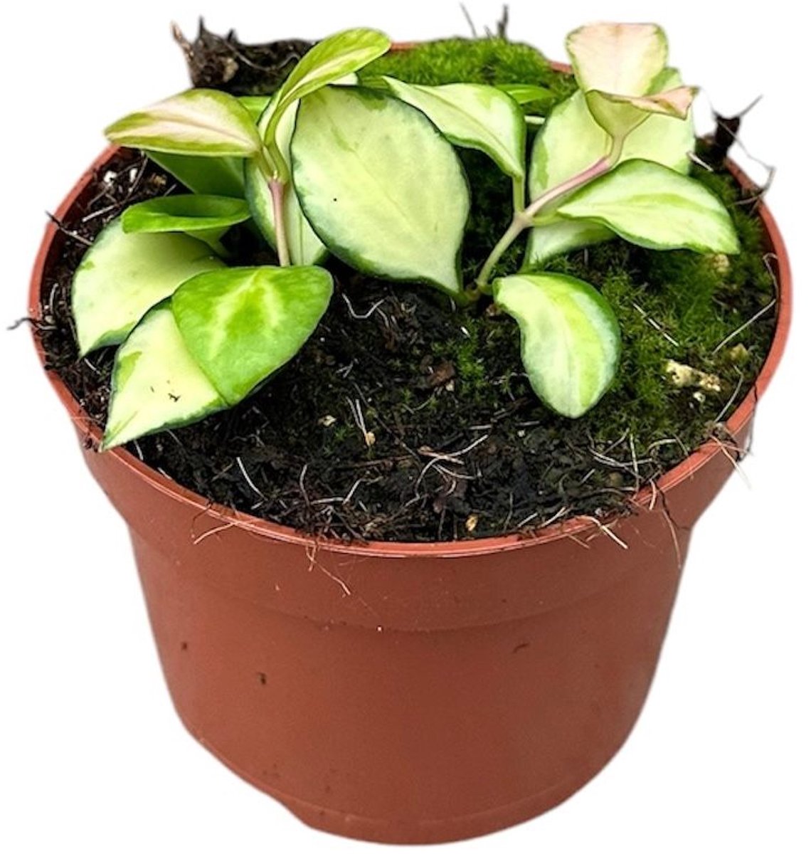 Hoya Heuschkeliana Variegata Kamerplant Potmaat Ø10,5 cm |Vers Van De Kweker