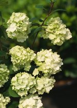 Plantes en ligne - Plantes de jardin - Arbustes - Set de 1 - Viorne plicatum 'Grandiflorum' - Pot de 3 litres - Plante 30-40 cm