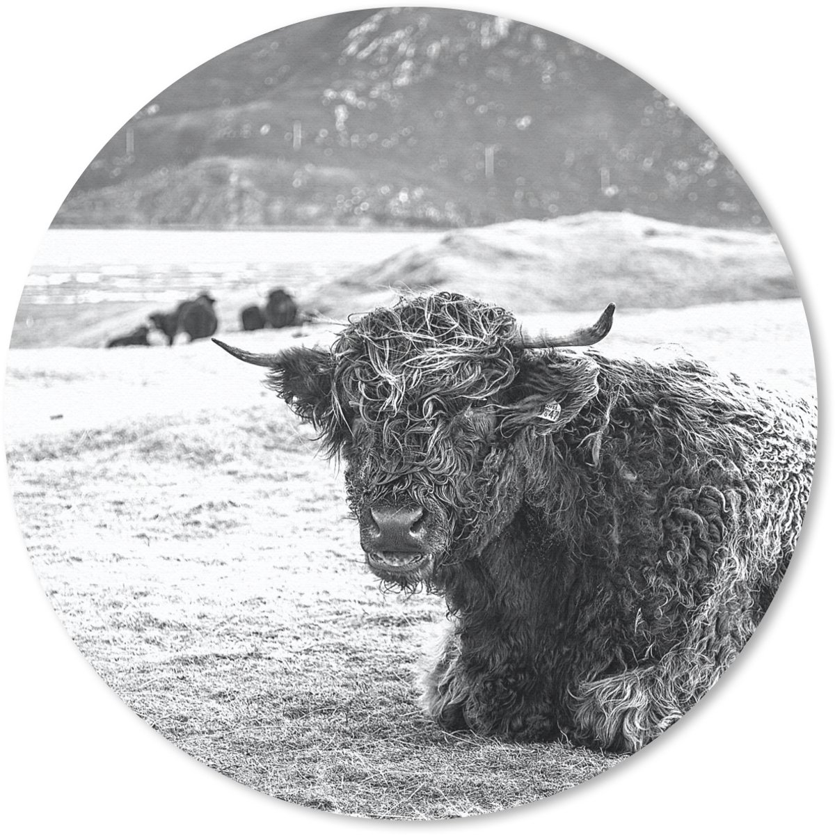 Muismat rond 30x30 cm - Mousepad Schotse Hooglander - Berg - Dieren - Ronde muismatten