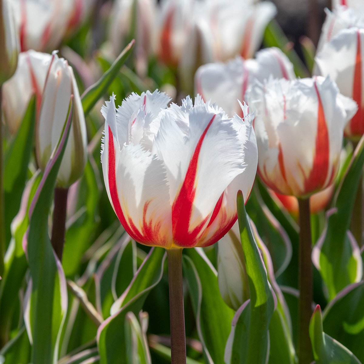 Tulp Salsa | 10 stuks | Gefranjerd | Geel | Rood | Wit