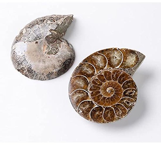 Ontdek de prachtige amoniet decoratie bij . Voeg een uniek en natuurlijk element toe aan je interieur met deze miljoenen jaren oude fossiel