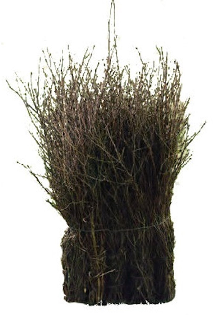 Rijsbezem bruin 75cm