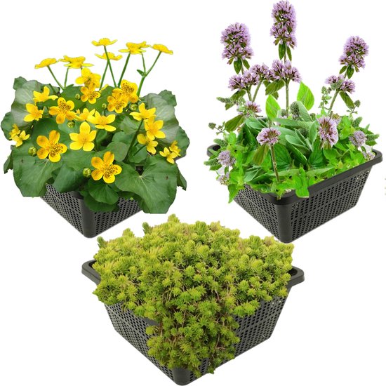 vdvelde.com - Voorjaarsbloeiers Vijverplanten - 12 stuks - Combi set - 12 planten - Plaatsing: -1 tot -10 cm