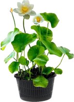vdvelde.com - Witte Lotus - Nelumbo - 2 stuks - Lotus plant - Volgroeide planthoogte: 60 cm - Plaatsing: -10 tot -20 cm